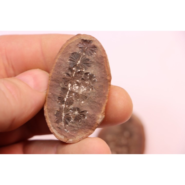 Nodule de fougère: Annularia sphenophylloides - carbonifère - Mazon creek - Essex, - Illinois - USA