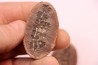 Annularia sphenophylloides - carboniferous - Mazon creek - Essex, - Illinois - USA