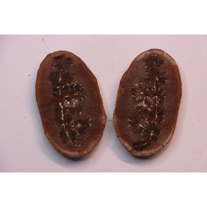 Nodule de fougère: Annularia sphenophylloides - carbonifère - Mazon creek - Essex, - Illinois - USA