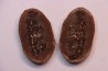 Annularia sphenophylloides - carboniferous - Mazon creek - Essex, - Illinois - USA