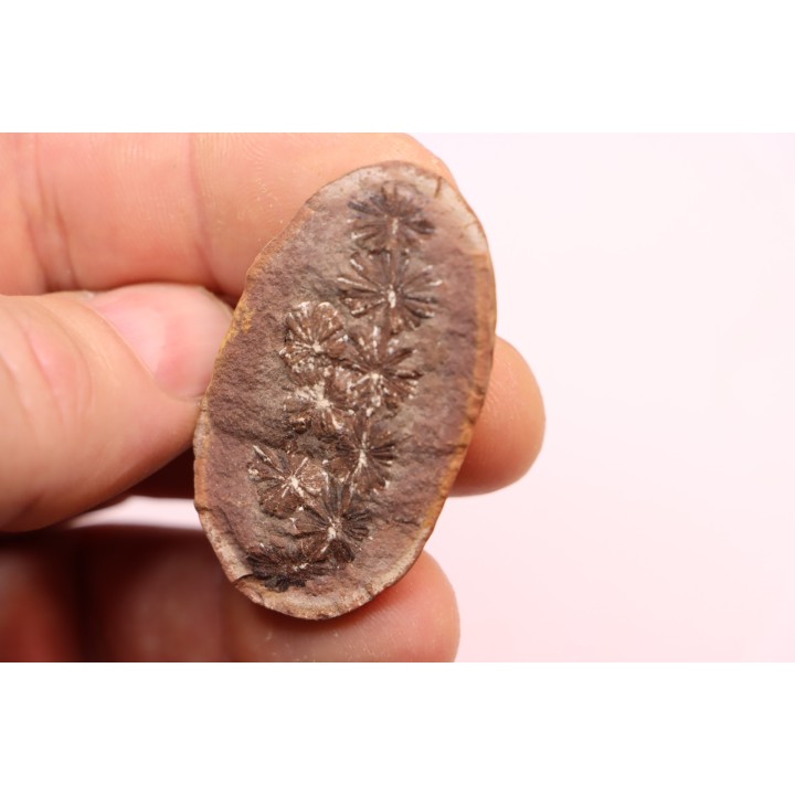 Nodule de fougère: Annularia sphenophylloides - carbonifère - Mazon creek - Essex, - Illinois - USA