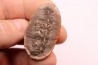Annularia sphenophylloides - carboniferous - Mazon creek - Essex, - Illinois - USA