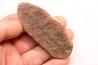 Nodule de fougère: Annularia sphenophylloides - carbonifère - Mazon creek - Coal City, - Illinois - USA