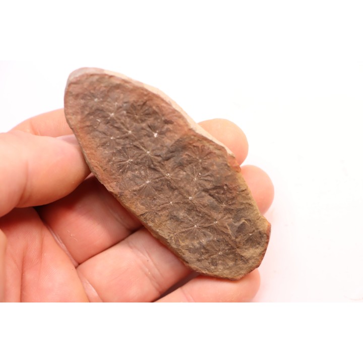 Annularia sphenophylloides  - carboniferous - Mazon creek - Coal City, - Illinois - USA