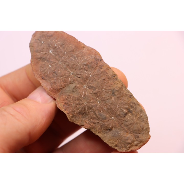 Annularia sphenophylloides  - carboniferous - Mazon creek - Coal City, - Illinois - USA