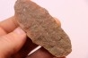 Annularia sphenophylloides - carboniferous - Mazon creek - Coal City, - Illinois - USA