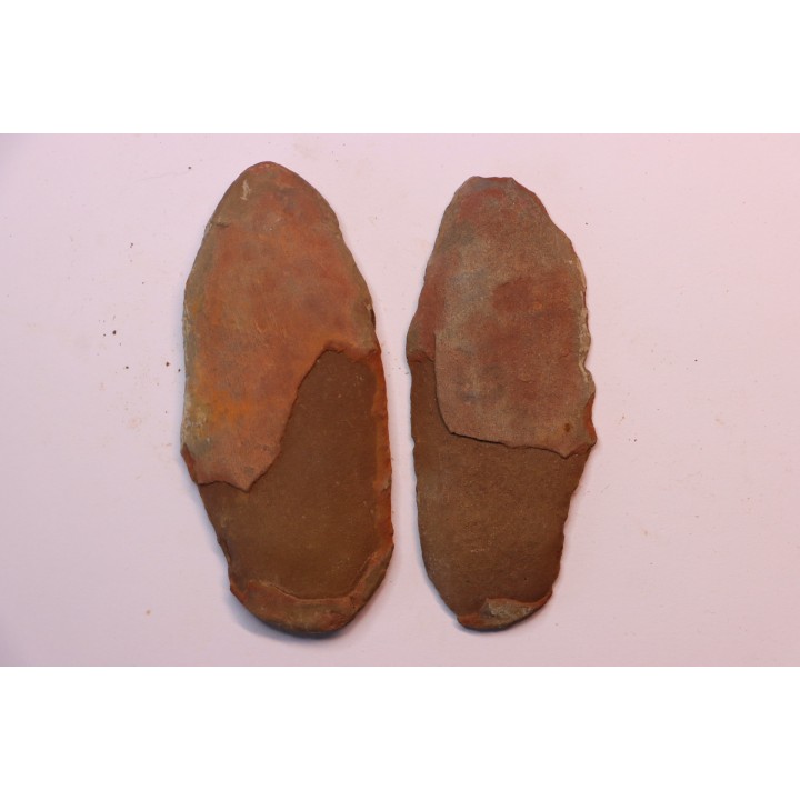 Annularia sphenophylloides  - carboniferous - Mazon creek - Coal City, - Illinois - USA
