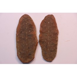 Annularia sphenophylloides  - carboniferous - Mazon creek - Coal City, - Illinois - USA