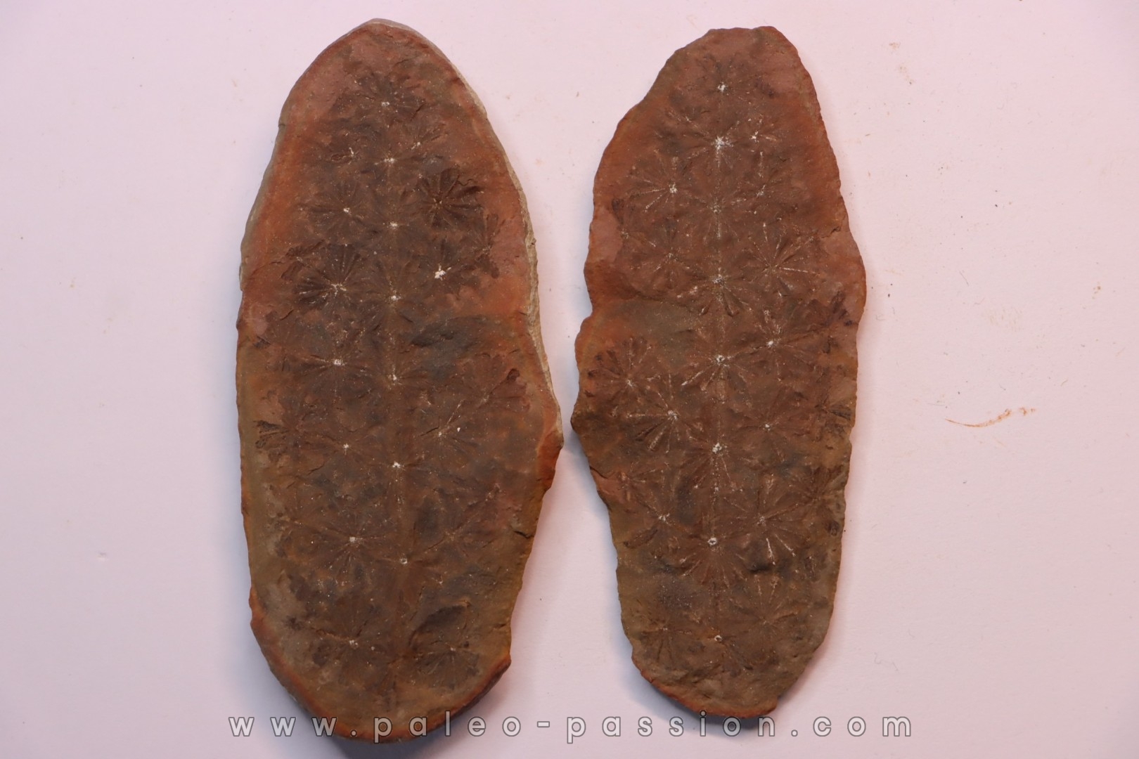 Annularia sphenophylloides - carboniferous - Mazon creek - Coal City, - Illinois - USA