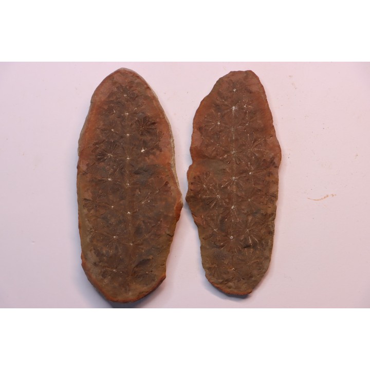 Nodule de fougère: Annularia sphenophylloides - carbonifère - Mazon creek - Coal City, - Illinois - USA