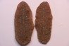 Annularia sphenophylloides - carboniferous - Mazon creek - Coal City, - Illinois - USA