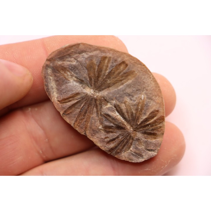 Annularia inflata  - carboniferous - Mazon creek - Coal City, Illinois - USA