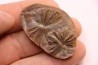Nodule de fougère: Annularia inflata - carbonifère - Mazon creek - Coal City, Illinois - USA