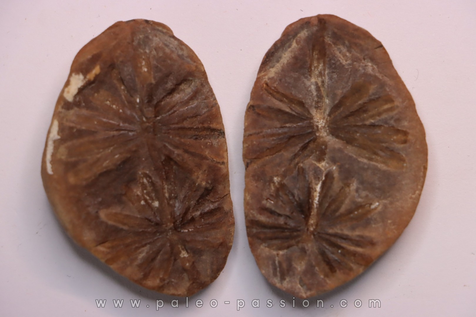 Nodule de fougère: Annularia inflata - carbonifère - Mazon creek - Coal City, Illinois - USA