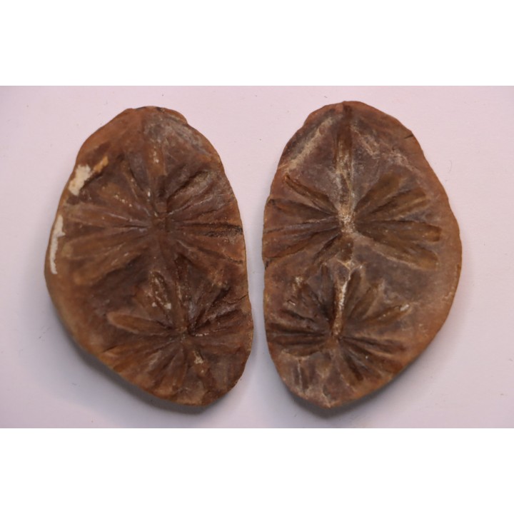 Annularia inflata  - carboniferous - Mazon creek - Coal City, Illinois - USA