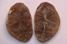 Annularia inflata  - carboniferous - Mazon creek - Coal City, Illinois - USA
