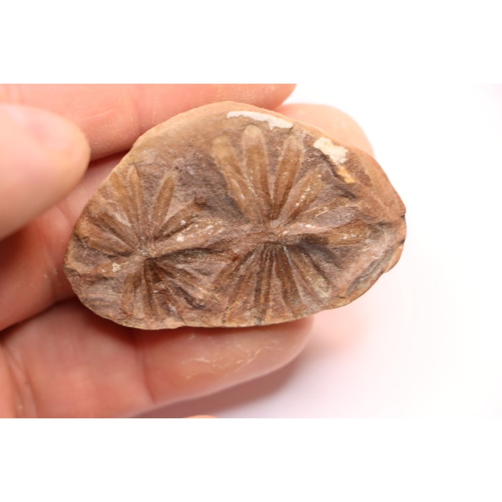 Annularia inflata  - carboniferous - Mazon creek - Coal City, Illinois - USA
