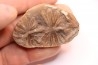 Annularia inflata  - carboniferous - Mazon creek - Coal City, Illinois - USA