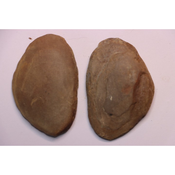 Annularia inflata  - carboniferous - Mazon creek - Coal City, Illinois - USA