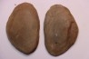 Nodule de fougère: Annularia inflata - carbonifère - Mazon creek - Coal City, Illinois - USA