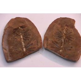 Nodule de fougère: Annularia radiata - carbonifère - Mazon creek - Coal City, Illinois - USA