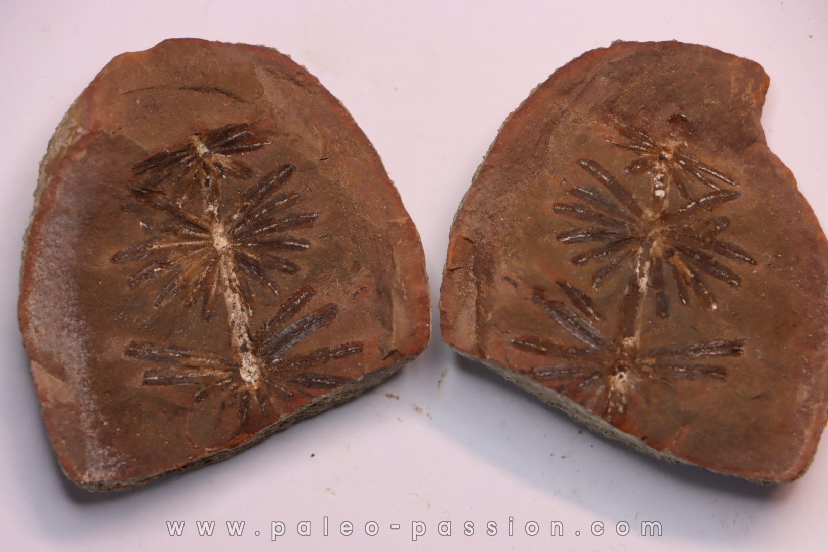Annularia radiata - carboniferous - Mazon creek - Coal City, Illinois - USA