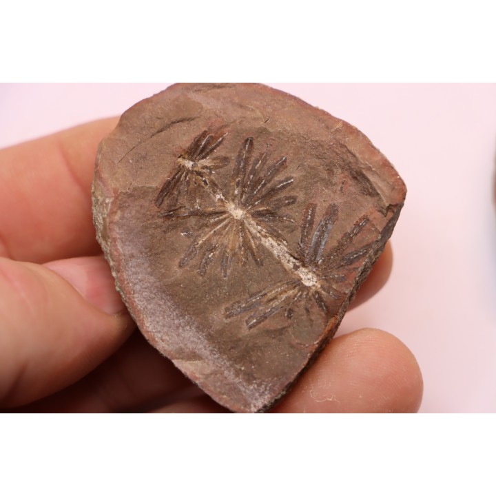 Nodule de fougère: Annularia radiata - carbonifère - Mazon creek - Coal City, Illinois - USA
