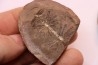 Annularia radiata - carboniferous - Mazon creek - Coal City, Illinois - USA