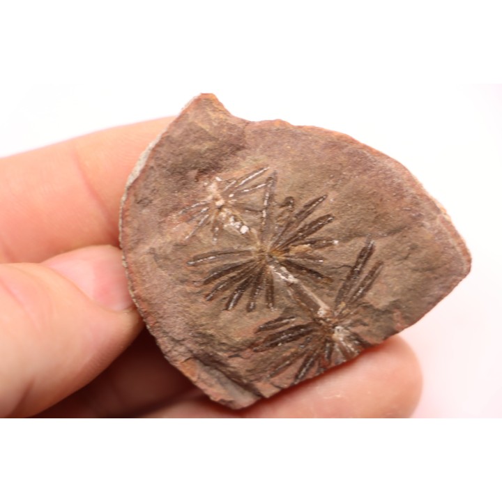 Annularia radiata  - carboniferous - Mazon creek - Coal City, Illinois - USA