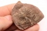 Nodule de fougère: Annularia radiata - carbonifère - Mazon creek - Coal City, Illinois - USA