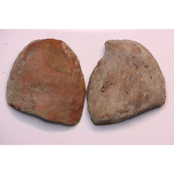 Annularia radiata  - carboniferous - Mazon creek - Coal City, Illinois - USA