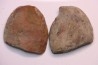 Annularia radiata - carboniferous - Mazon creek - Coal City, Illinois - USA