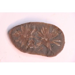 Nodule de fougère: Annularia radiata - carbonifère - Stannton Fmt - Terre Haute, Indiana- USA