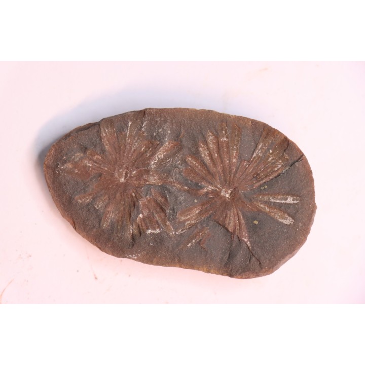Nodule de fougère: Annularia radiata - carbonifère - Stannton Fmt - Terre Haute, Indiana- USA