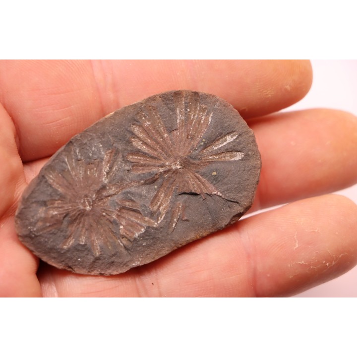 Nodule de fougère: Annularia radiata - carbonifère - Stannton Fmt - Terre Haute, Indiana- USA