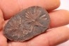 Nodule de fougère: Annularia radiata - carbonifère - Stannton Fmt - Terre Haute, Indiana- USA