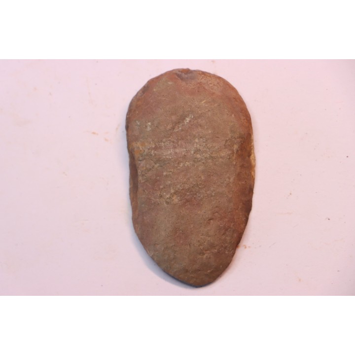 Annularia radiata  - carboniferous - Stannton Fmt - Terre Haute, Indiana- USA