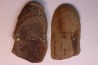 Nodule de fougère: Crenulopteris acadica - carbonifère - Mazon creek - Illinois - USA