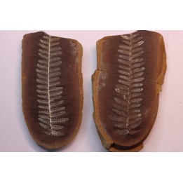 Crenulopteris acadica - carboniferous - Mazon creek - Illinois - USA