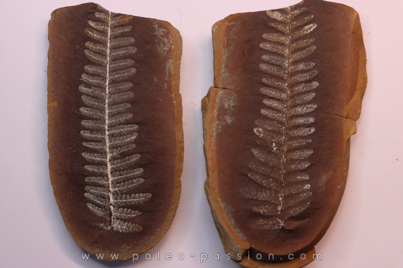Nodule de fougère: Crenulopteris acadica - carbonifère - Mazon creek - Illinois - USA
