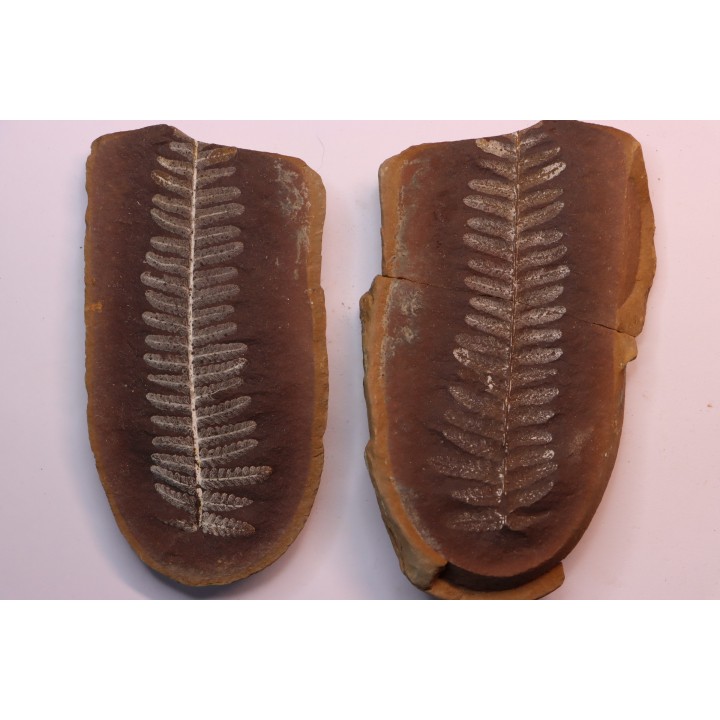 Crenulopteris acadica - carboniferous - Mazon creek - Illinois - USA