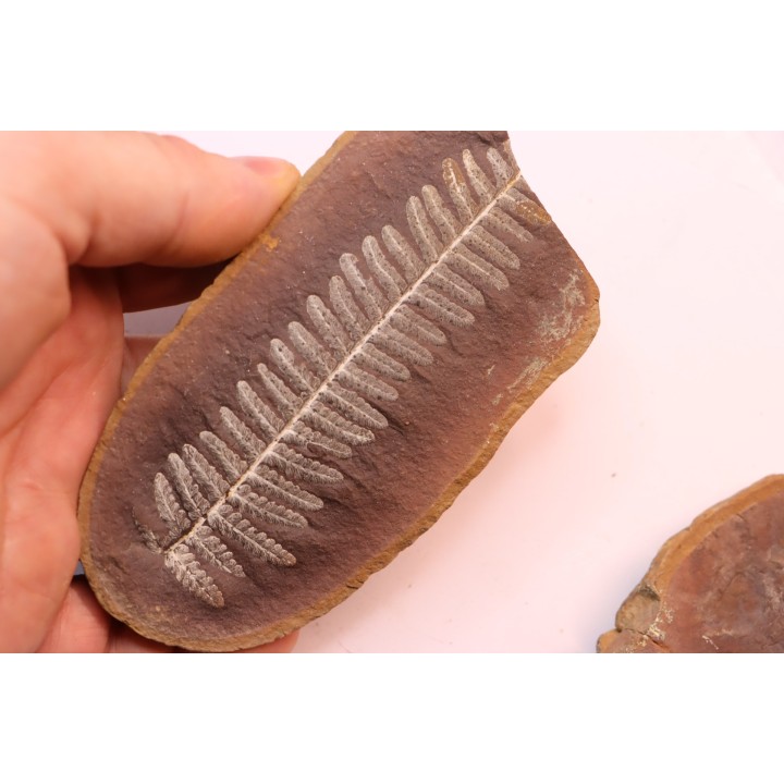 Crenulopteris acadica - carboniferous - Mazon creek - Illinois - USA