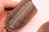 Crenulopteris acadica - carboniferous - Mazon creek - Illinois - USA