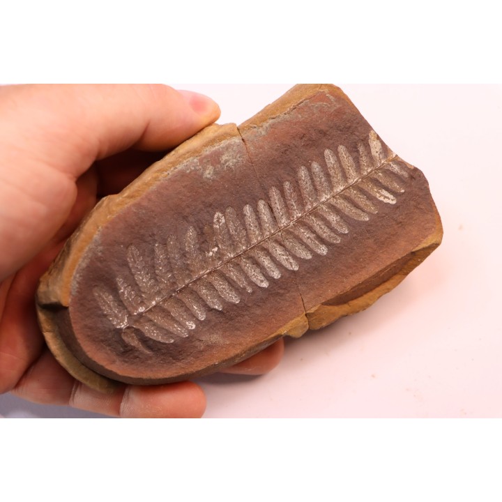 Crenulopteris acadica - carboniferous - Mazon creek - Illinois - USA