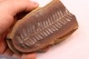Crenulopteris acadica - carboniferous - Mazon creek - Illinois - USA