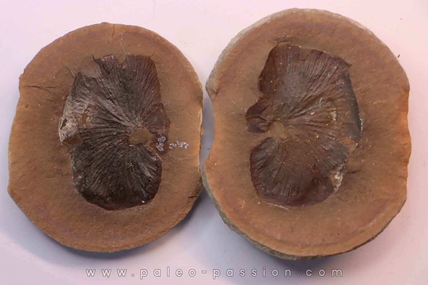 Nodule de fougère: Cyclopteris orbicularis - carbonifère - Mazon creek - Illinois - USA