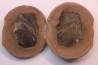 Cyclopteris orbicularis - carboniferous - Mazon creek - Illinois - USA