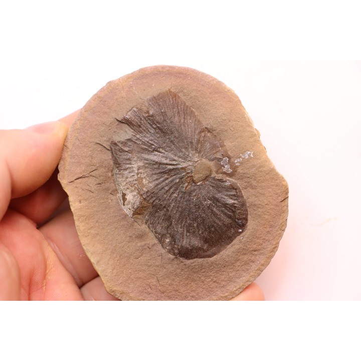 Cyclopteris orbicularis - carboniferous - Mazon creek - Illinois - USA