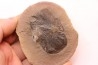 Cyclopteris orbicularis - carboniferous - Mazon creek - Illinois - USA