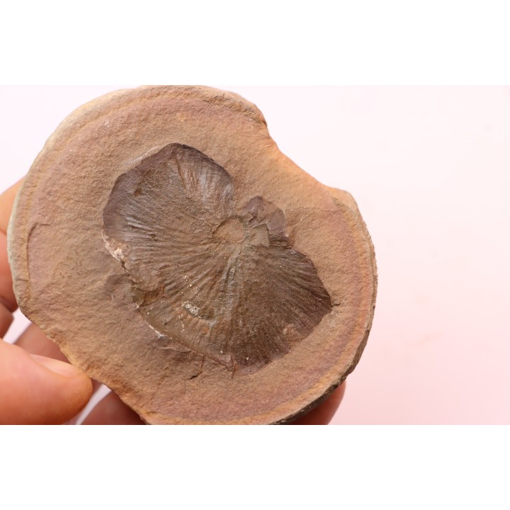 Cyclopteris orbicularis - carboniferous - Mazon creek - Illinois - USA